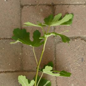 Ficus carica 'Early Violet', Füge