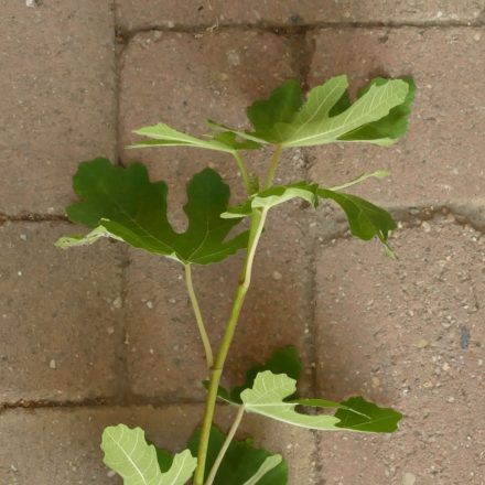 Ficus carica 'Early Violet', Füge