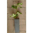 Ficus carica 'Early Violet', Füge