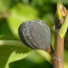 Ficus carica 'Göttingen Marienstrasse', Füge