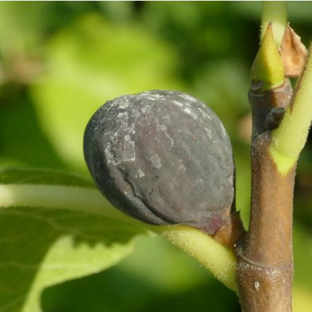 Ficus carica 'Göttingen Marienstrasse', Füge