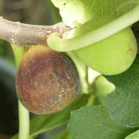 Ficus carica 'Hircana', Füge