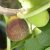 Ficus carica 'Hircana', Füge
