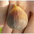 Ficus carica 'Hircana', Füge