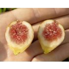 Ficus carica 'Hircana', Füge