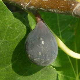 Ficus carica 'Negronne', Füge
