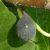 Ficus carica 'Negronne', Füge