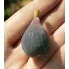 Ficus carica 'Negronne', Füge