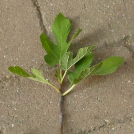 Ficus carica 'Pedro', Füge