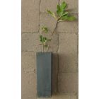 Ficus carica 'Pedro', Füge