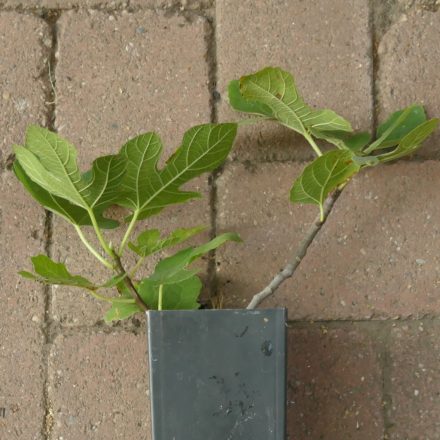Ficus carica 'Perretta', Füge