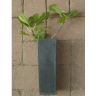 Ficus carica 'Perretta', Füge