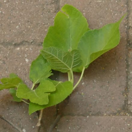 Ficus carica 'Princesa', Füge