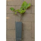 Ficus carica 'Princesa', Füge