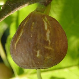 Ficus carica 'Steinfurt', Füge