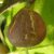 Ficus carica 'Steinfurt', Füge