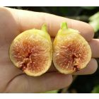 Ficus carica 'Steinfurt', Füge
