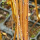 Mandulalevelű fűz (Salix triandra) földlabdás csemete