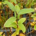 Mandulalevelű fűz (Salix triandra) földlabdás csemete