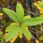 Mandulalevelű fűz (Salix triandra) földlabdás csemete