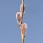 Japán kosárfonó fűz (Salix koriyanagi ) földlabdás csemete