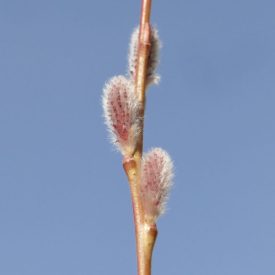   Japán kosárfonó fűz (Salix koriyanagi ) földlabdás csemete