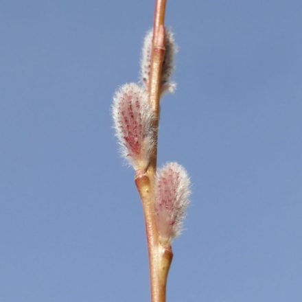 Japán kosárfonó fűz (Salix koriyanagi ) földlabdás csemete