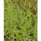 Japán kosárfonó fűz (Salix koriyanagi ) földlabdás csemete
