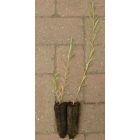 Japán kosárfonó fűz (Salix koriyanagi ) földlabdás csemete