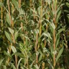 Cinegefűz (Salix rosmarinifolia) földlabdás csemete