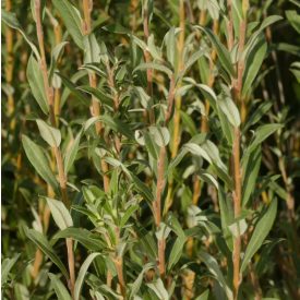 Cinegefűz (Salix rosmarinifolia) földlabdás csemete