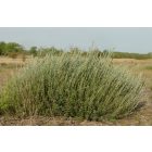 Cinegefűz (Salix rosmarinifolia) földlabdás csemete