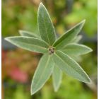 Cinegefűz (Salix rosmarinifolia) földlabdás csemete