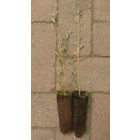 Cinegefűz (Salix rosmarinifolia) földlabdás csemete