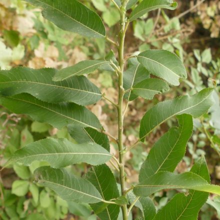 Folytonvirágzó fűz (Salix triandra 'Semperflorens') földlabdás csemete