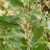 Folytonvirágzó fűz (Salix triandra 'Semperflorens') földlabdás csemete