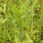 Folytonvirágzó fűz (Salix triandra 'Semperflorens') földlabdás csemete