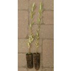 Folytonvirágzó fűz (Salix triandra 'Semperflorens') földlabdás csemete