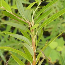   Japán sárkányfűz (Salix udensis 'Sekka') földlabdás csemete