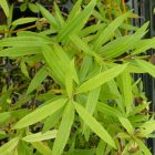 Japán sárkányfűz (Salix udensis 'Sekka') földlabdás csemete