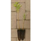 Japán sárkányfűz (Salix udensis 'Sekka') földlabdás csemete
