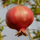Punica granatum 'Üzbég', gránátalma