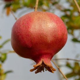 Punica granatum 'Üzbég', gránátalma