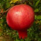Punica granatum 'Üzbég', gránátalma