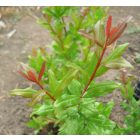 Punica granatum 'Üzbég', gránátalma