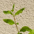 Punica granatum 'Bolgár Var. 1', gránátalma