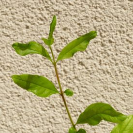 Punica granatum 'Bolgár Var. 1', gránátalma