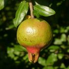 Punica granatum 'Kutaisi', gránátalma, fagytűrés -18 fok