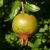 Punica granatum 'Kutaisi', gránátalma, fagytűrés -18 fok