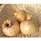 Punica granatum 'Kutaisi', gránátalma, fagytűrés -18 fok